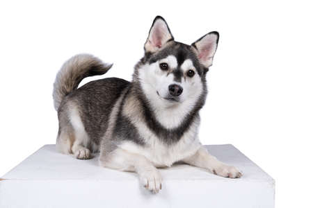 A Cute mixed breed pomsky dog lying on a white backgroundの写真素材