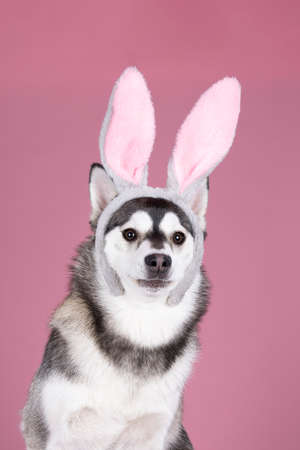 A Cute mixed breed pomsky dog sitting on a pink background with easter bunny earsの写真素材
