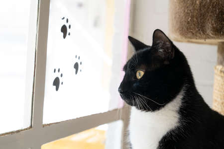A Black and White cat sitting in front of a window looking outの写真素材