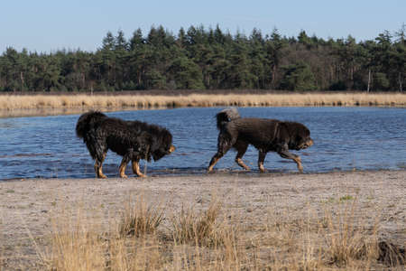 A Dog enjoys running in water and swimming in a pond in a natural area, active pets outdoor activity