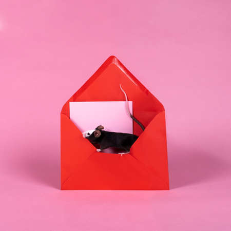 Small black hereford mouse sitting on an opened enveloppe in pink and red with copy spaceの写真素材