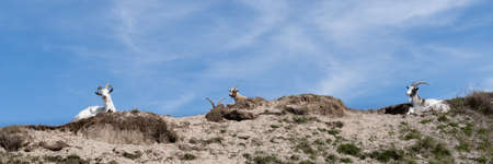 A Group of goats lying in a dune landscape panoramaの写真素材