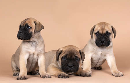 Three bull mastiff dog puppies isolated on a beige backgroundの写真素材