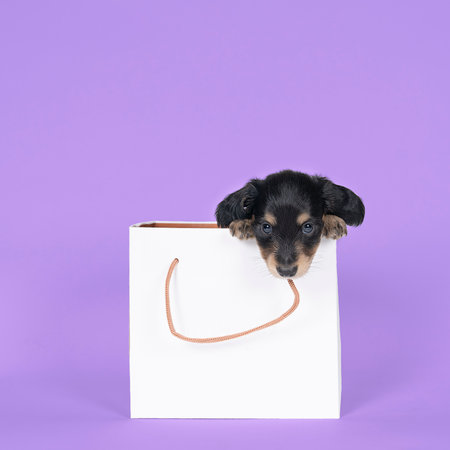 One bi-colored and blonde longhaired Dachshund dog pups in a shoppingbag isolated on a purple backgroundの写真素材