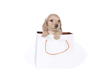 One blonde longhaired Dachshund dog pup in a shoppingbag isolated on a white backgroundの写真素材