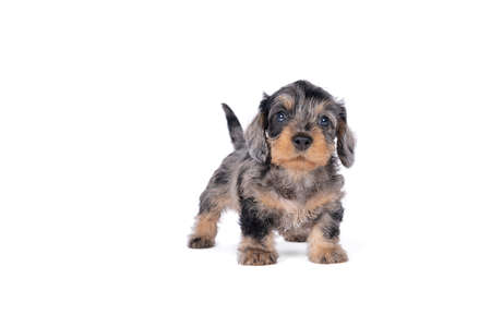 Closeup of a bi-colored wire-haired Dachshund dog puppy isolated on a white backgroundの写真素材