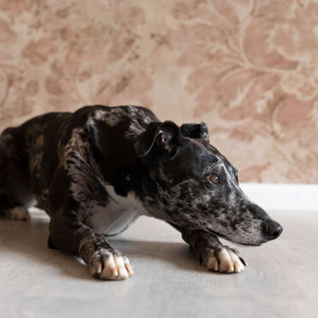 A Studioshot of a black gray and white lurcher a type of sighthound a mixed greyhound or whippet lying on the floorの写真素材