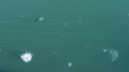 A Couple of jellyfish floating in a green sea seen from above - common jellyfish and blue jellyfish and some sand lance fishesの写真素材