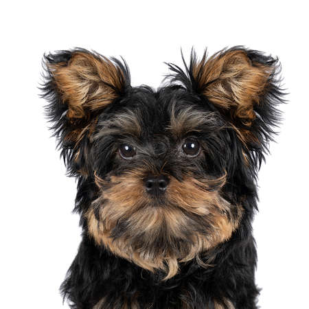 Little Yorkshire Terrier puppy isolated on a white backgroundの写真素材
