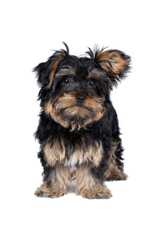 Little Yorkshire Terrier puppy isolated on a white backgroundの写真素材
