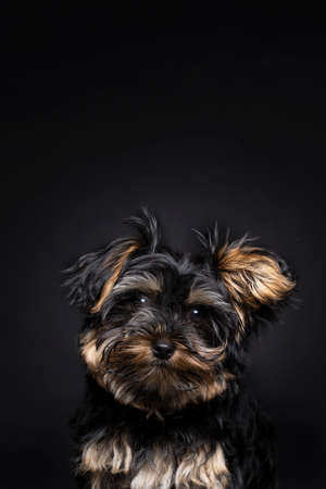 Little Yorkshire Terrier puppy on a black backgroundの写真素材