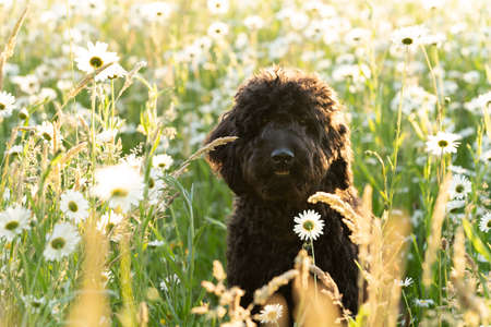 Young brown labradoodle puppy in a sunny field of daisy flowersの写真素材