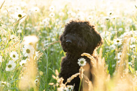 Young brown labradoodle puppy in a sunny field of daisy flowersの写真素材