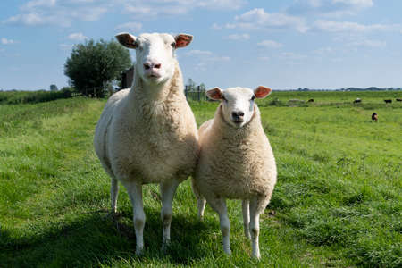 Cute little lamb and mother sheep ewe on a dike in fresh spring green meadow in the sunの写真素材