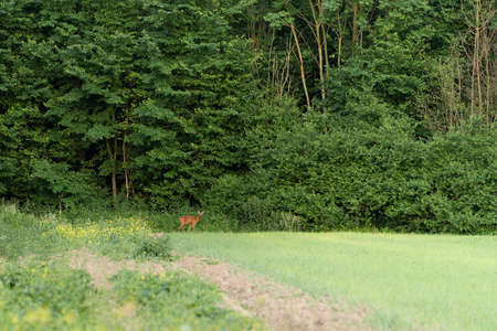 Young roe deer, capreolus capreolus, standing and grazing in a meadow on the edge of a forestの写真素材