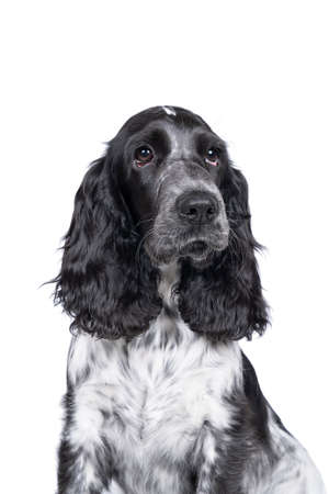 Full body portrait of a cute English cocker spaniel sitting looking at the camera isolated on white backgroundの写真素材
