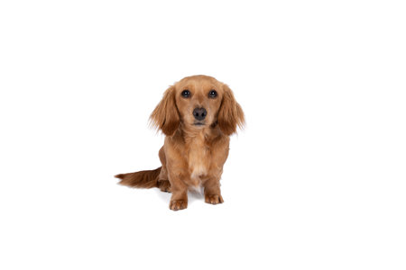 Closeup of an adult blonde longhaired wire-haired Dachshund dog isolated on a white backgroundの写真素材