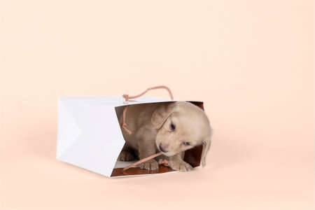One bi-colored and blonde longhaired Dachshund dog pup in a shoppingbag isolated on a beige backgroundの写真素材