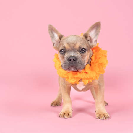 A French bulldog supporter of Dutch soccer or football team with orange attributes and pink backgroundの写真素材