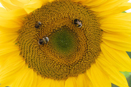 Bumblebees on a yellow sunflower close upの写真素材