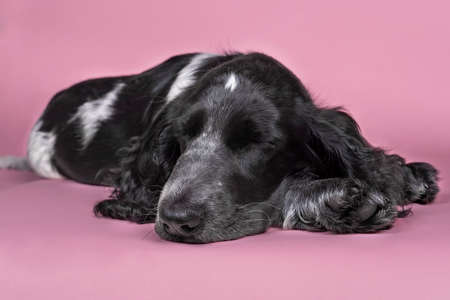 Full body portrait of a cute English cocker spaniel sleeping isolated on pink backgroundの写真素材