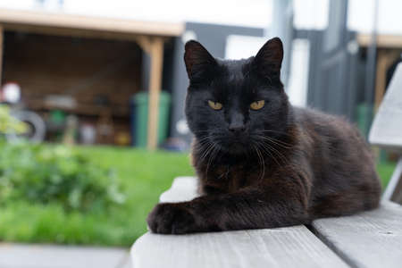 A Black cat lying on a bench in the backyardの写真素材
