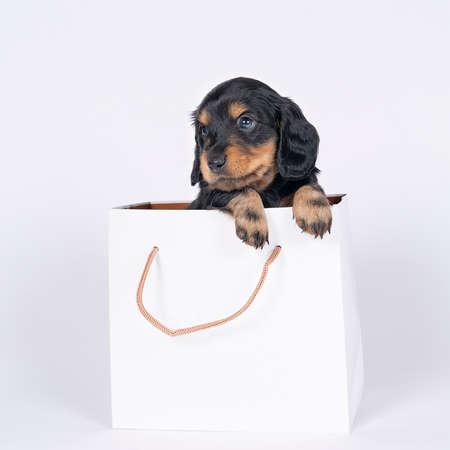 One bi-colored and blonde longhaired Dachshund dog pup in a shoppingbag isolated on a white backgroundの写真素材