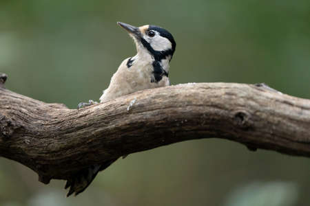 An Adult male of Great spotted woodpecker bird Dendrocopos majorの写真素材