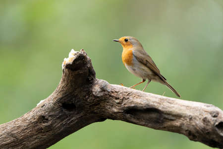 A Robin - Erithacus rubecula - in a forest on a tree trunkの写真素材