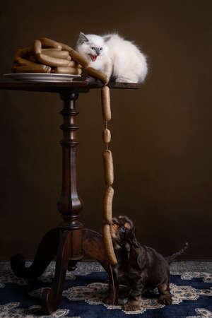 Portrait of a Burmese kitten cat or sacret cat of Burma sitting on a table and a cocker spaniel puppy stealing sausages in a stillife settingの写真素材