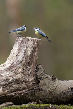 Two Small blue tit birds perching on a branch in a forestの写真素材