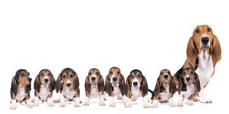 Family of French basset artesien normand puppies and their mother sitting and standing seen from the...
