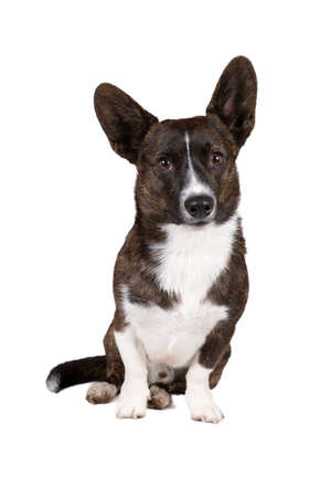 Male Cardigan Corgi standing isolated in whiteの写真素材