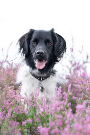 A Stabyhoun or Frisian Pointing Dog sitting in a heather field in bloomの写真素材