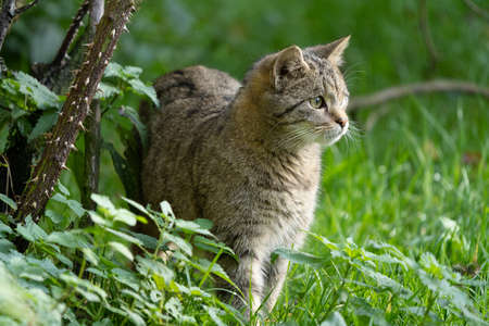 An European Wildcat - Felis silvestris silvestris - in a forest enjoying the sun in autumnの写真素材