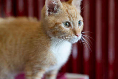 A White and ginger striped cat enjoying the sun sitting behind a window