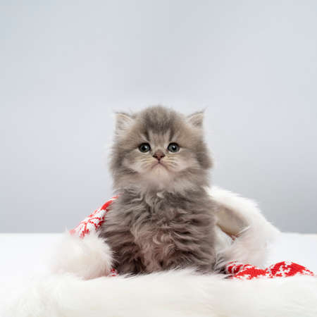 A Small gray British Shorthair kitten sitting in a santa claus hat a white backgroundの写真素材