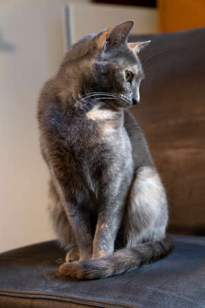 A Small multi-colored russian blue cat sitting on a chair looking aside