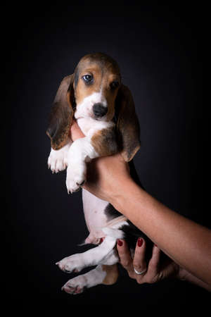 A French basset artesien normand puppy held in hands against a black backgroundの写真素材