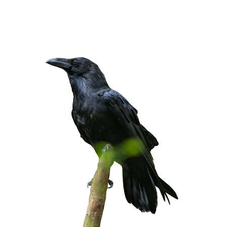 A Common raven on old stump. Corvus corax isolated on a white backgroundの写真素材