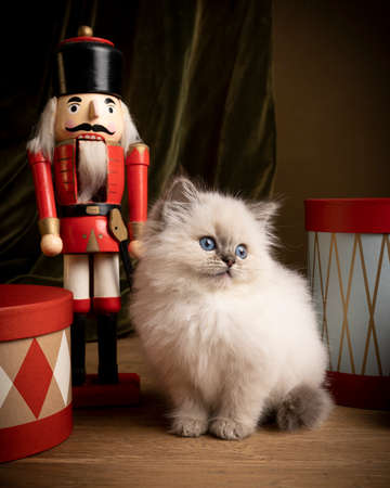 A Ragdoll cat, small cute kitten portrait, in a Christmas setting with presents and a nutcrackerの写真素材