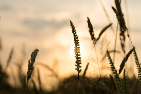 A macro photo of a single blooming grass spikelet on the blurred light brown backgroundの写真素材