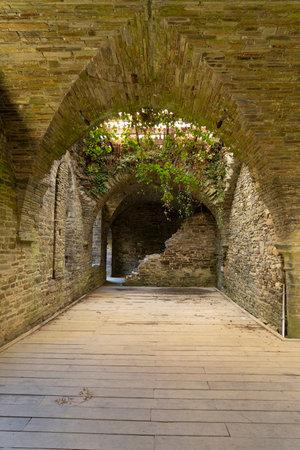 An Abandoned empty old dark underground vaulted cellar with trees growing form the roofの写真素材