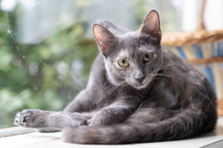 Close up Cute funny gray and turtle Russian Blue cat washing her back looking up in front of windowの写真素材