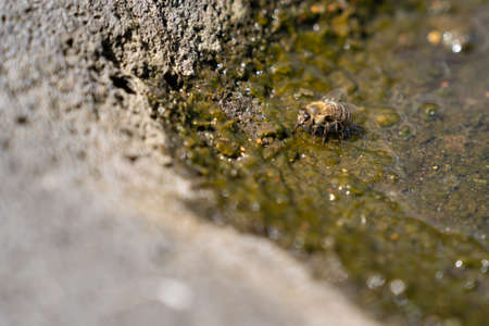 A Thisty honeybee drinking water in a stone bowl or mini pondの写真素材