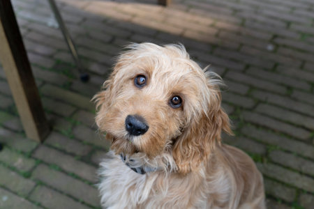 Cute Blonde cockapoo puppy sitting on a pavement looking upの写真素材