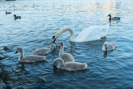 A group of young of Mute Swans and an adult on the water - Cygnus olor at Abbotsbury Swannery, Dorsetの写真素材