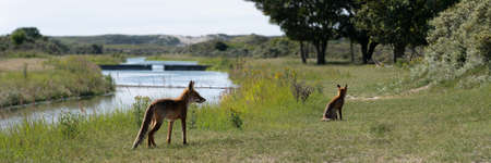 Two Young Red Foxes, largest of the true foxes, walking and sitting in a dune area near Amsterdamの写真素材