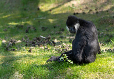 L`Hoest`s monkey, Allochrocebus lhoesti, mountain monkey or meercat sitting on grassの写真素材
