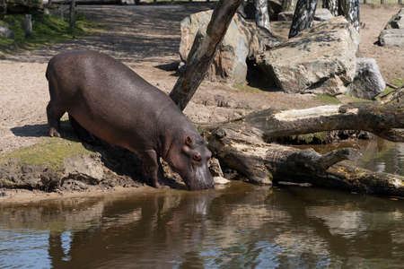A Hippopotamus amphibius drinking from a pondの写真素材